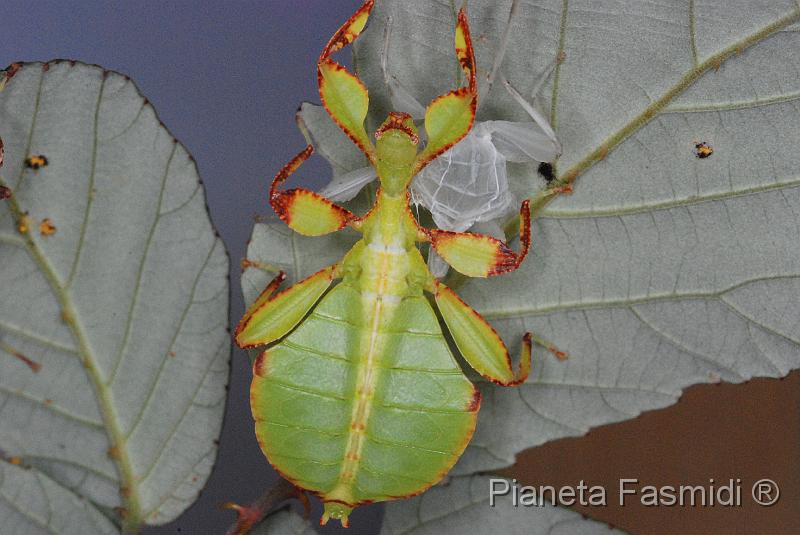 Phyllium siccifolium L3 01.JPG